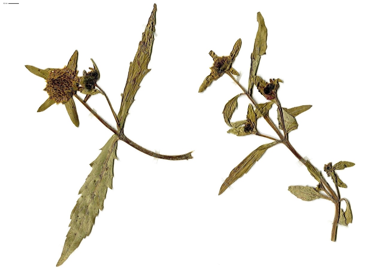 Bidens cernua (Asteraceae)